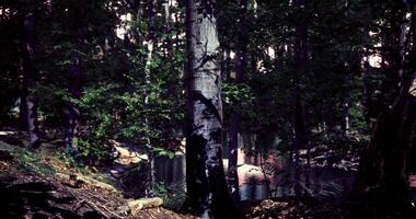 CGI Sunlight filters through trees near a serene lakeside setting in a forest video