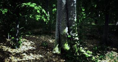 CGI Light filtering through trees in a calm forest during late afternoon video