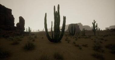 CGI Expansive desert landscape featuring tall cacti against a hazy skyline video