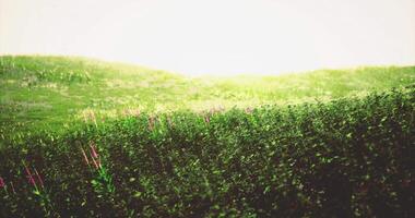 CGI Vibrant wildflowers bloom on a sunlit grassy hillside during spring video