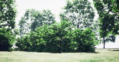 CGI Lush greenery with shrubs and trees in a bright outdoor setting video