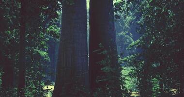 CGI Majestic trees create a serene atmosphere in a tranquil forest setting video