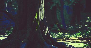 CGI Sunlight filters through trees highlighting moss covered roots in forest video