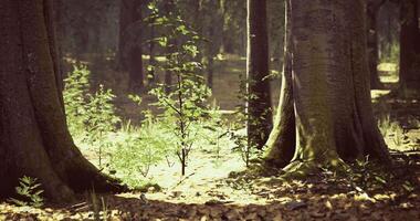 CGI Sunlight filters through trees in a peaceful forest setting during autumn video