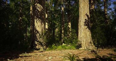 CGI Majestic forest with towering trees and vibrant undergrowth during daylight video