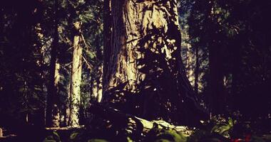 CGI Majestic tree standing tall in a vibrant forest during golden hour video