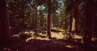 CGI Sunlight filters through tall trees in an extensive forest landscape video