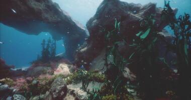 CGI Underwater exploration in a vibrant marine environment with diverse marine life video