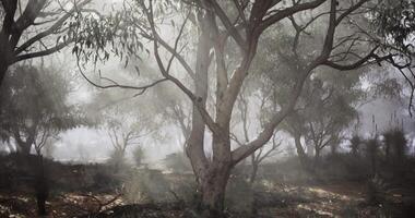 CGI Foggy landscape with eucalyptus trees in a serene, natural setting video