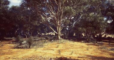 cgi vasto Aperto paesaggio con alberi e scarso vegetazione nel naturale ambientazione video