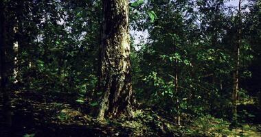 CGI Trees and sunlight create a serene atmosphere in dense forest landscape video