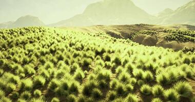 CGI Vast green grasslands stretch towards towering mountains under soft sunlight video