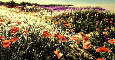 CGI Vibrant field of wildflowers in bloom under a bright sky during springtime video