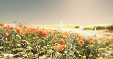 CGI Vibrant wildflowers bloom under a sunny sky in a picturesque field video