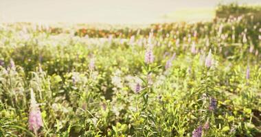 CGI Wildflower field blooms under bright sunlight in the countryside during spring video