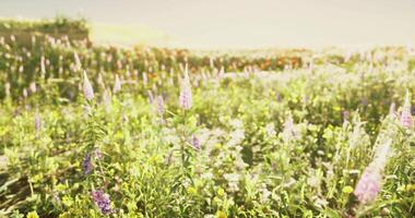 CGI Vibrant wildflower meadow under bright sunlight during a warm day video