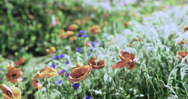 CGI Colorful wildflowers bloom in a vibrant spring meadow during the day video