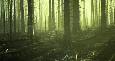 CGI Forest aftermath of a wildfire showing charred trees and regrowth video
