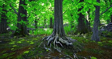 CGI Lush green forest with towering trees and vibrant foliage during daytime video