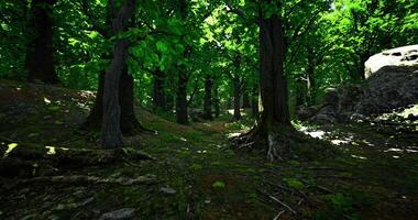 CGI Exploring a verdant forest pathway surrounded by lush greenery and trees video