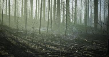 CGI Burnt forest landscape showing recovery after wildfire in morning light video