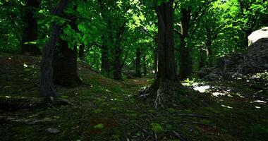 CGI Scenic green forest pathway surrounded by lush trees and rocky terrain video