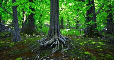 CGI Lush green forest showcasing vibrant trees and mossy ground in daylight video