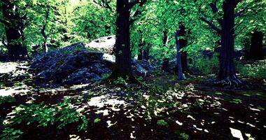CGI Lush green forest with sunlight filtering through trees creating shadows video
