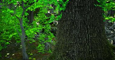 CGI Giant tree trunk surrounded by vibrant green foliage in serene forest setting video