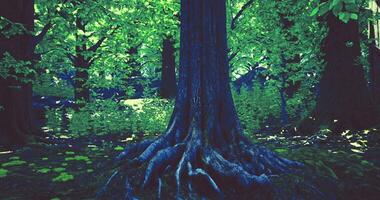 CGI Exploring the intricate roots of a large tree in a lush forest setting video