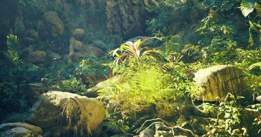 CGI Lush forest floor with diverse plants and sunlight filtering through video
