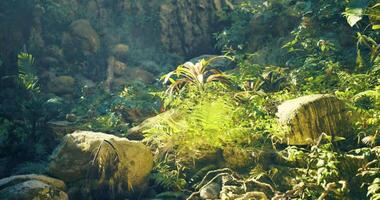 CGI Lush tropical forest with vibrant plants and sunlight filtering through leaves video