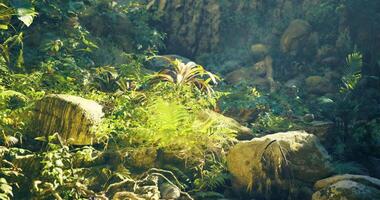 CGI Lush greens and rocks bathed in soft tropical sunlight video