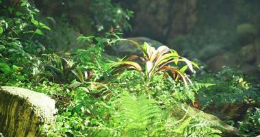 CGI Lush tropical greenery thriving under soft sunlight in a serene environment video