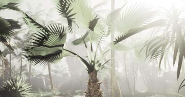CGI Lush tropical landscape featuring palm trees in cloudy atmosphere video