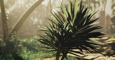 CGI Lush greenery with distinctive plant in tropical sunlit environment video