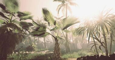 CGI Sunlight breaks through a dense canopy of palm trees in a tropical landscape video