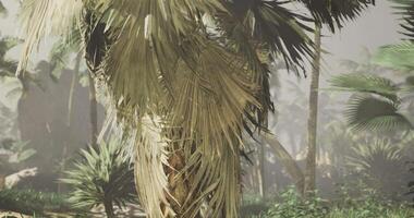 CGI Palm tree stands tall amidst tropical greenery in a misty forest setting video