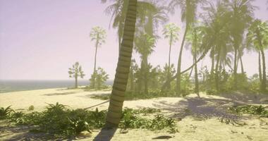 CGI Tropical beach with palm trees and calm ocean under soft sunlight video