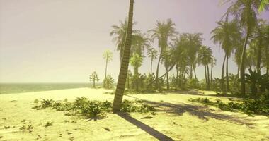 CGI Lush tropical beach with palm trees and calm ocean waves at sunset video