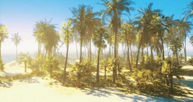 CGI Lush tropical forest with palm trees on a sunny day at the beach video