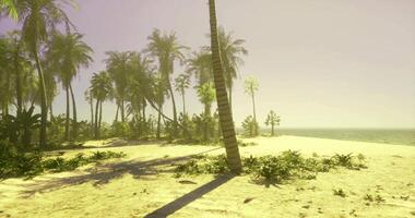 CGI Calm beach with palm trees and a gentle ocean breeze under golden light video