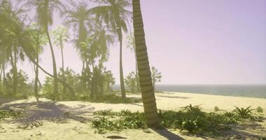 CGI Tropical beach landscape with palm trees and gentle ocean waves in sunlight video