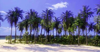 CGI Idyllic tropical beach with palm trees on a sunny day near the ocean video