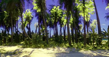 CGI Lush tropical oasis with tall palm trees and vibrant greenery by the beach video