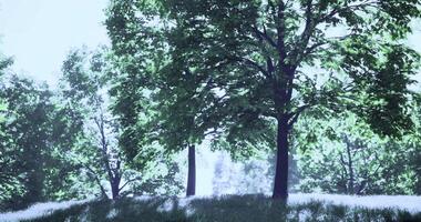 CGI Lush green trees in a serene forest landscape during daylight hours video