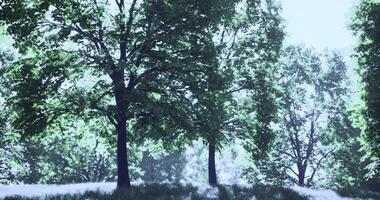 CGI Tall trees basking in sunlight on a serene grassy hill in early summer video
