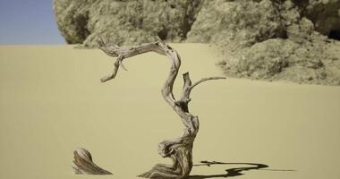 CGI Unique twisted branch stands alone in a vast desert landscape under bright sun video