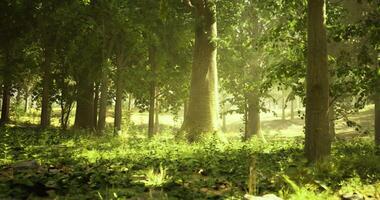 CGI Lush forest landscape illuminated by soft sunlight in early morning hours video