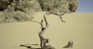 CGI Unique twisted branch stands on barren desert landscape during bright daylight video